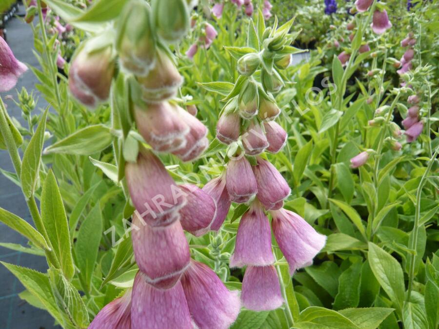 Náprstník Mertonův - Digitalis x mertonensis