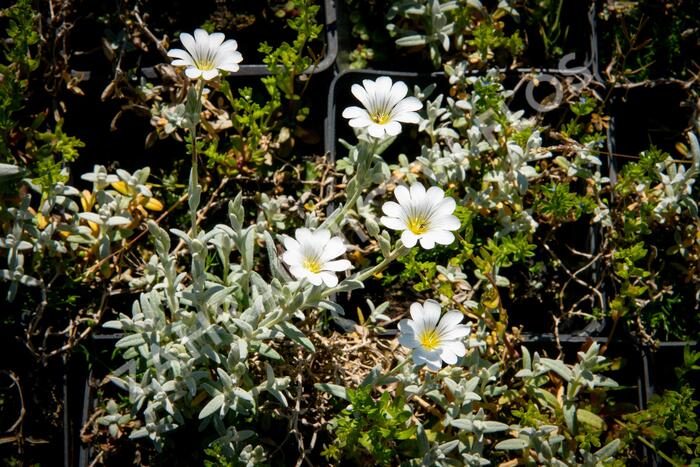 Rožec plstnatý 'Silberteppich' - Cerastium tomentosum 'Silberteppich'