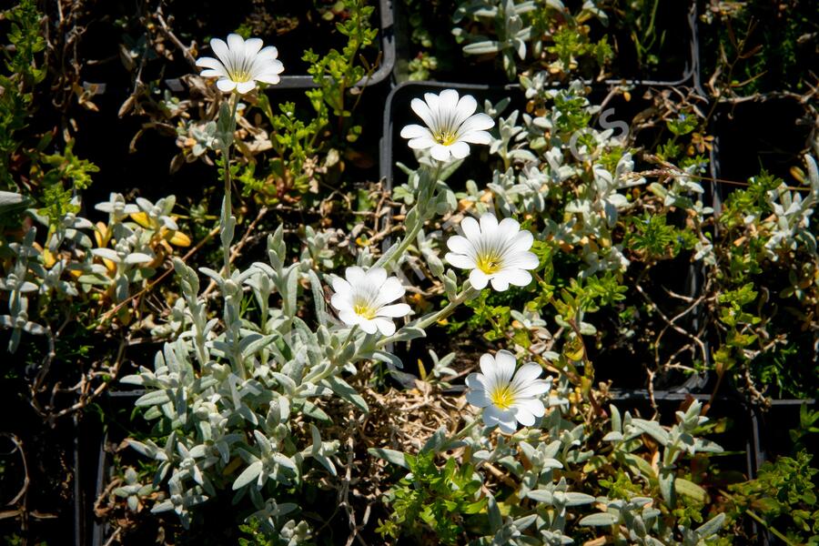 Rožec plstnatý 'Silberteppich' - Cerastium tomentosum 'Silberteppich'