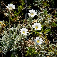 Rožec plstnatý 'Silberteppich' - Cerastium tomentosum 'Silberteppich'