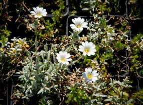 Rožec plstnatý 'Silberteppich' - Cerastium tomentosum 'Silberteppich'