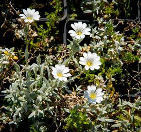 Rožec plstnatý 'Silberteppich' - Cerastium tomentosum 'Silberteppich'