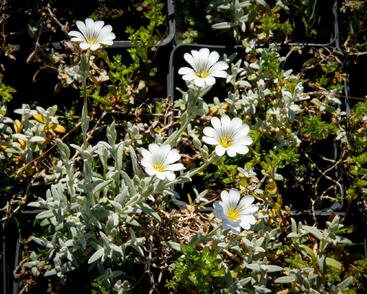 Rožec plstnatý 'Silberteppich'