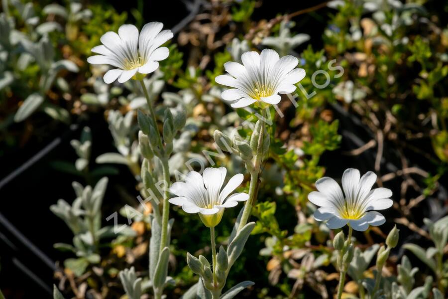 Rožec plstnatý 'Silberteppich' - Cerastium tomentosum 'Silberteppich'