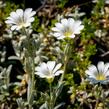 Rožec plstnatý 'Silberteppich' - Cerastium tomentosum 'Silberteppich'