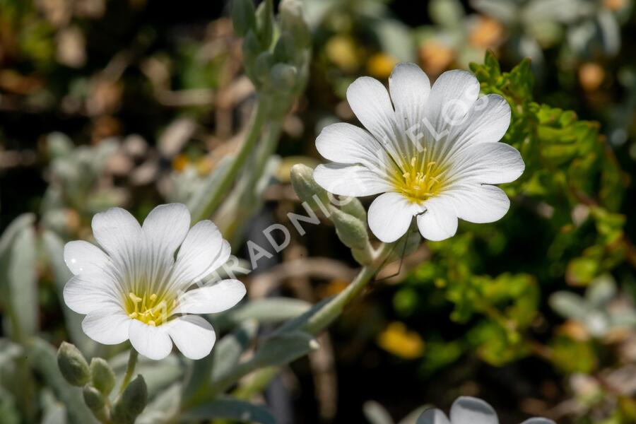 Rožec plstnatý 'Silberteppich' - Cerastium tomentosum 'Silberteppich'