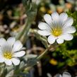 Rožec plstnatý 'Silberteppich' - Cerastium tomentosum 'Silberteppich'