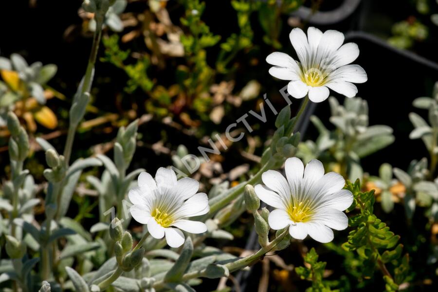 Rožec plstnatý 'Silberteppich' - Cerastium tomentosum 'Silberteppich'