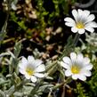 Rožec plstnatý 'Silberteppich' - Cerastium tomentosum 'Silberteppich'