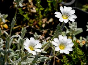 Rožec plstnatý 'Silberteppich' - Cerastium tomentosum 'Silberteppich'