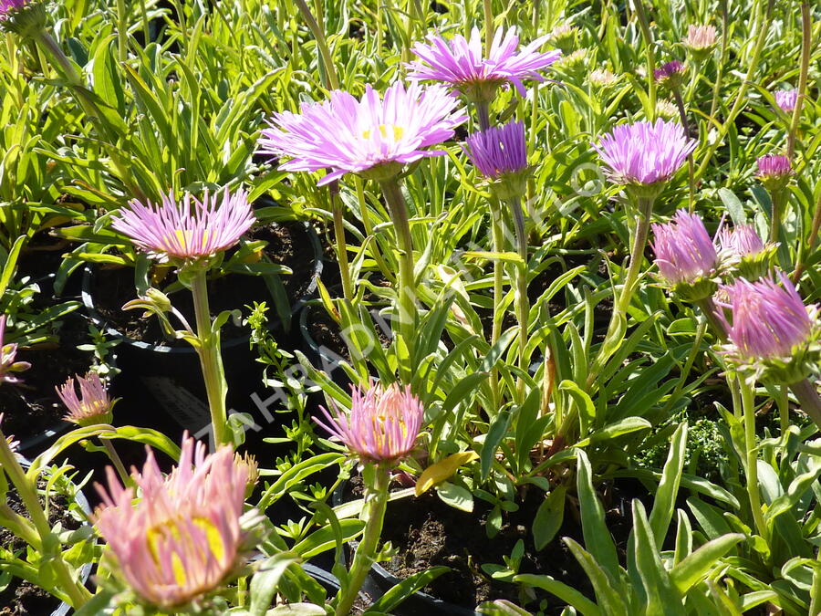 Hvězdnice alpská 'Happy End' - Aster alpinus 'Happy End'