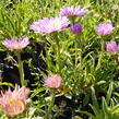 Hvězdnice alpská 'Happy End' - Aster alpinus 'Happy End'