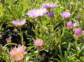 Hvězdnice alpská 'Happy End' - Aster alpinus 'Happy End'