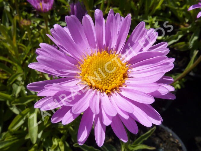 Hvězdnice alpská 'Happy End' - Aster alpinus 'Happy End'