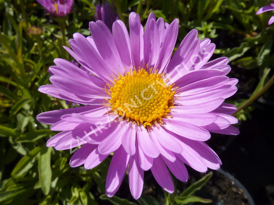 Hvězdnice alpská 'Happy End' - Aster alpinus 'Happy End'