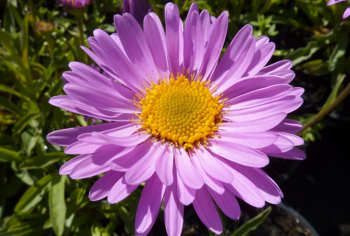 Hvězdnice alpská 'Happy End' - Aster alpinus 'Happy End'