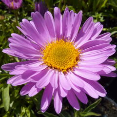 Hvězdnice alpská 'Happy End' - Aster alpinus 'Happy End'