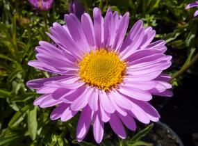 Hvězdnice alpská 'Happy End' - Aster alpinus 'Happy End'