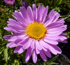 Hvězdnice alpská 'Happy End' - Aster alpinus 'Happy End'