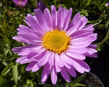 Hvězdnice alpská 'Happy End'