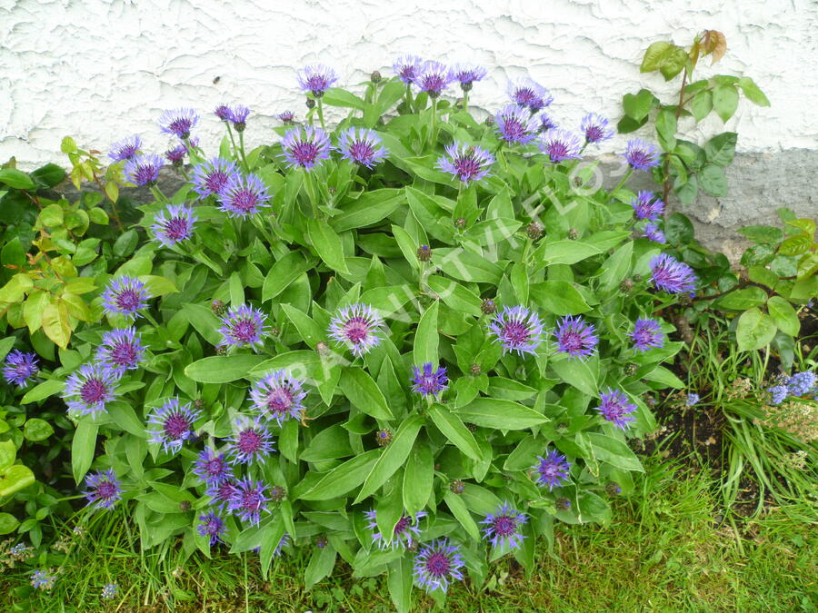 Chrpa horská - Centaurea montana