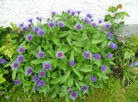 Chrpa horská - Centaurea montana