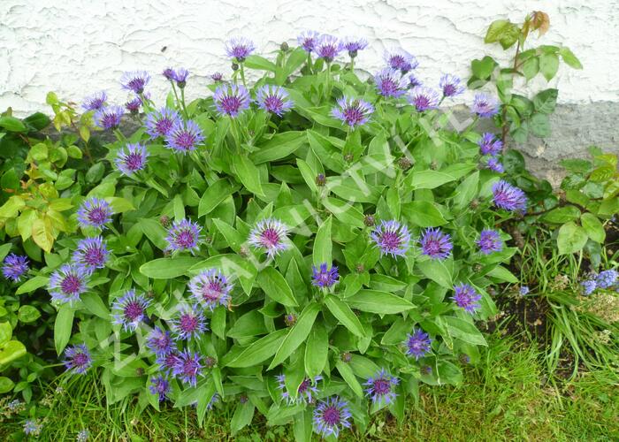 Chrpa horská - Centaurea montana