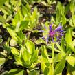 Chrpa horská - Centaurea montana