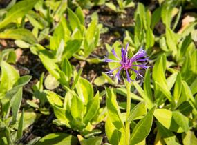 Chrpa horská - Centaurea montana