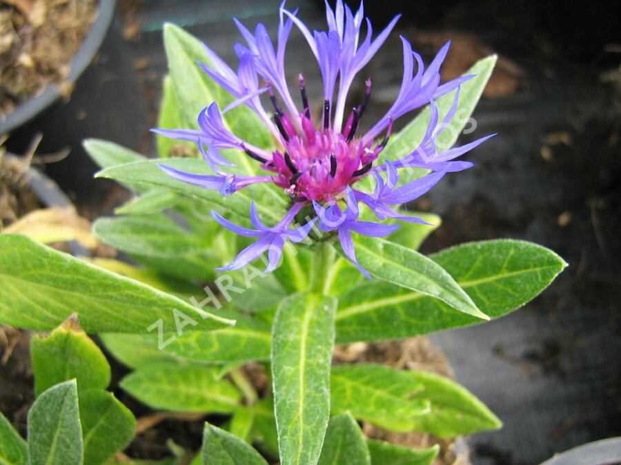 Chrpa horská - Centaurea montana