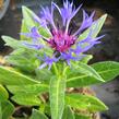 Chrpa horská - Centaurea montana