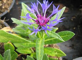 Chrpa horská - Centaurea montana