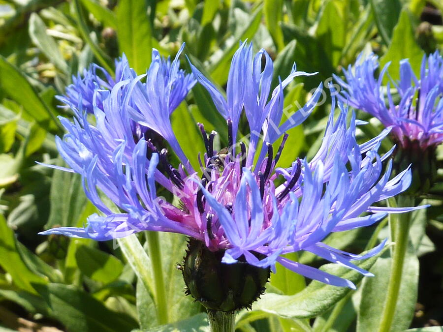 Chrpa horská - Centaurea montana