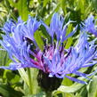 Chrpa horská - Centaurea montana