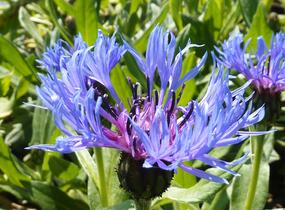 Chrpa horská - Centaurea montana