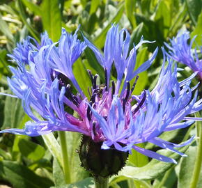 Chrpa horská - Centaurea montana