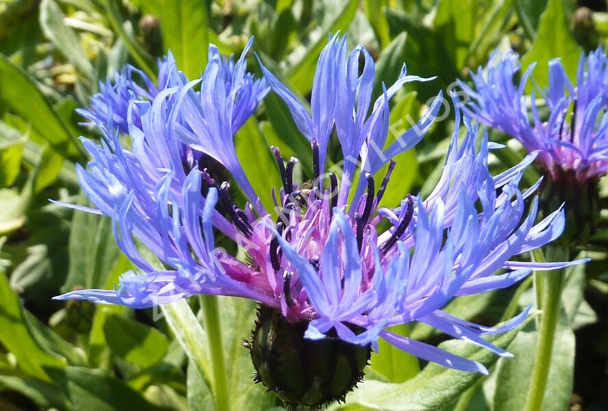Chrpa horská - Centaurea montana