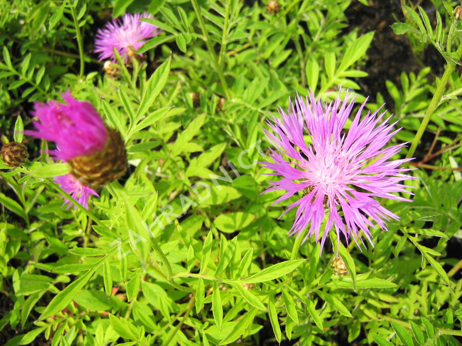 Chrpa bělavá - Centaurea dealbata