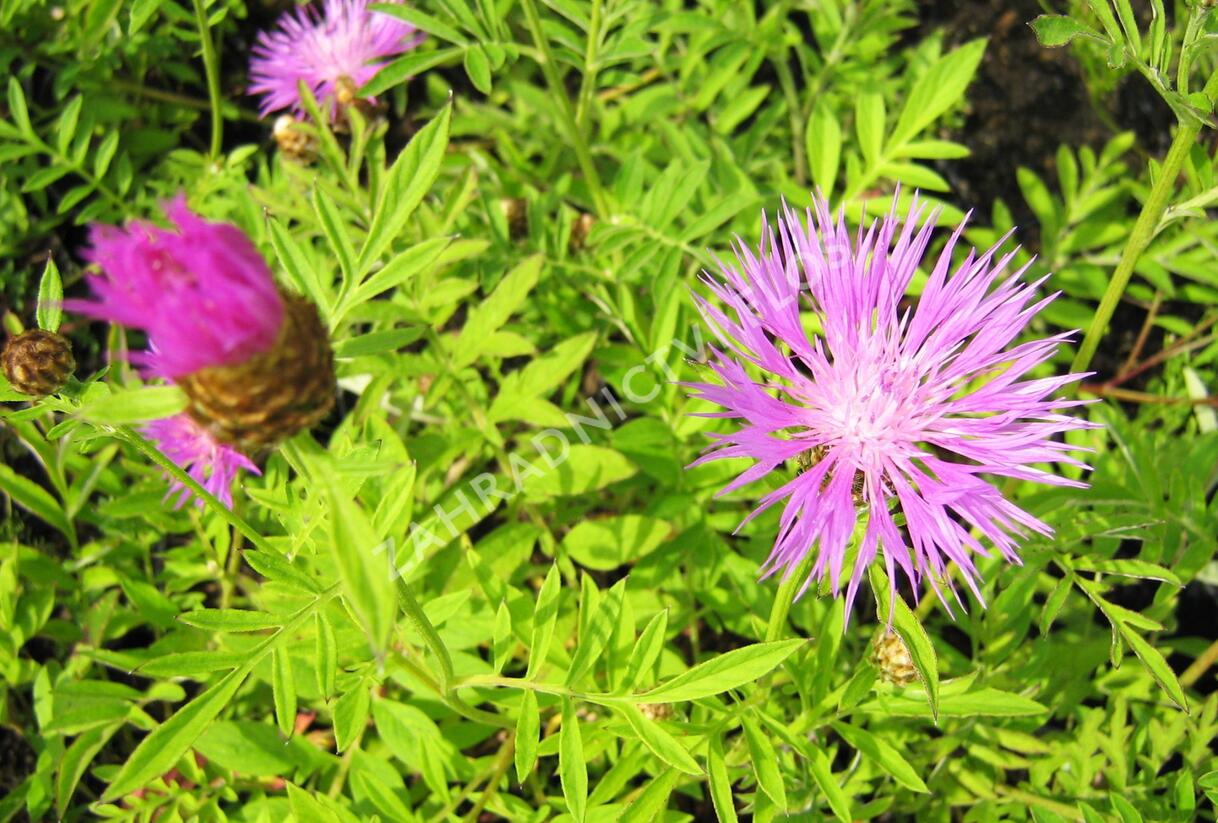 Chrpa bělavá - Centaurea dealbata