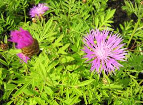 Chrpa bělavá - Centaurea dealbata