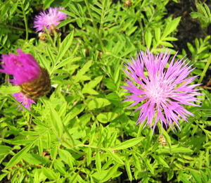 Chrpa bělavá - Centaurea dealbata