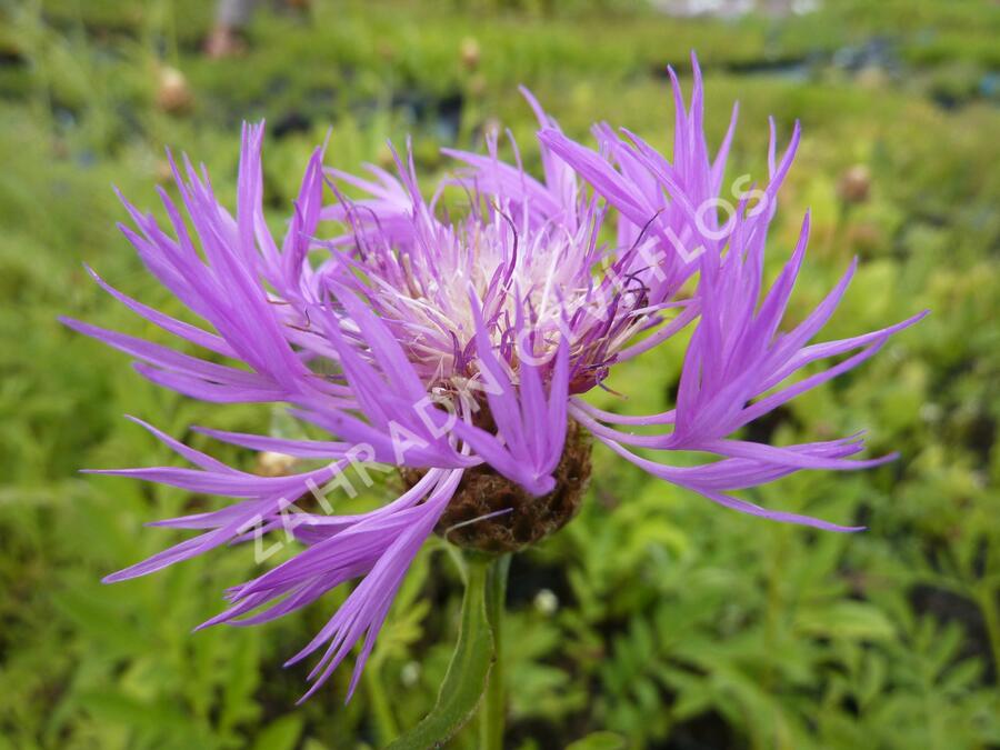 Chrpa bělavá - Centaurea dealbata