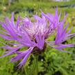 Chrpa bělavá - Centaurea dealbata