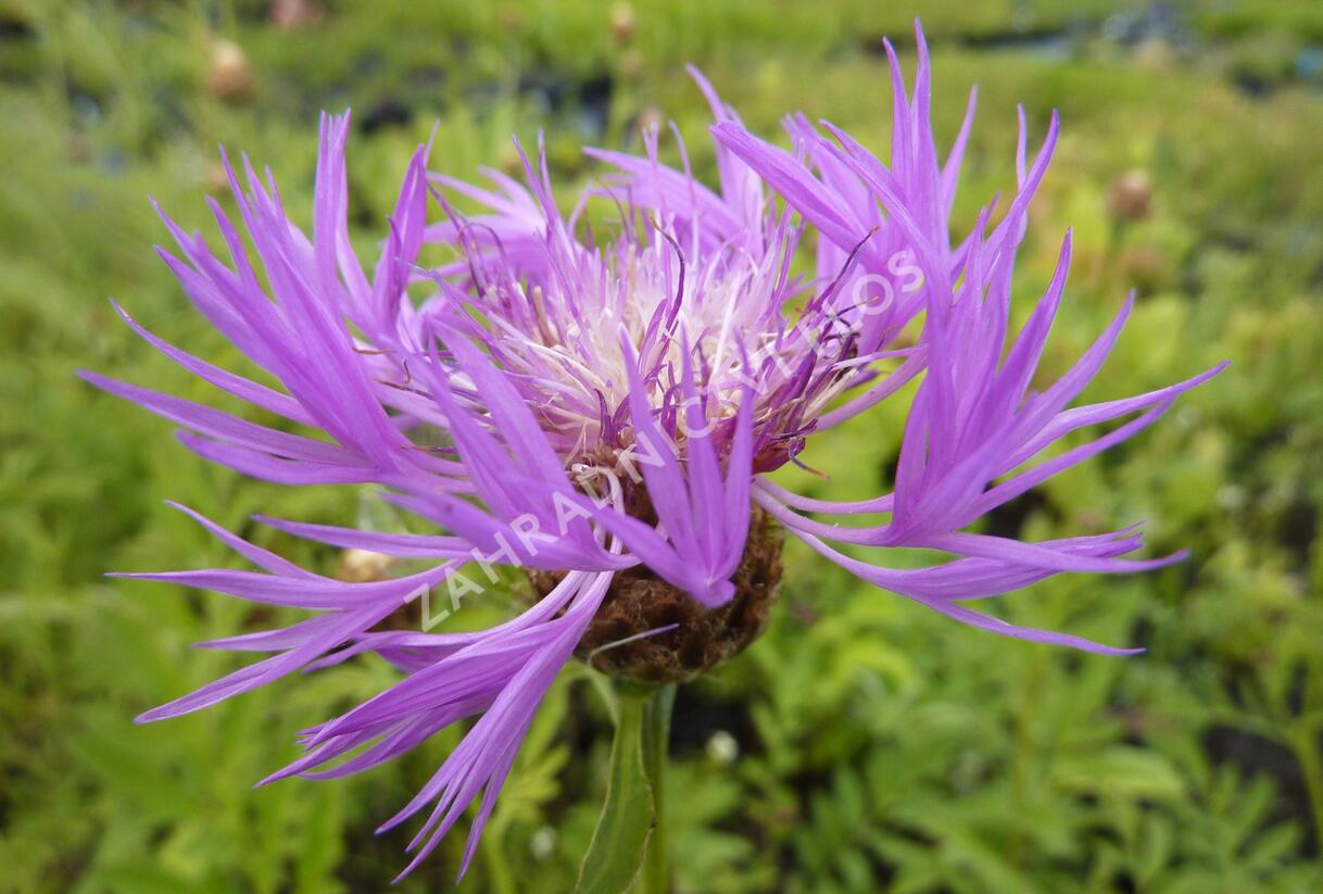 Chrpa bělavá - Centaurea dealbata