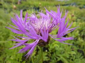Chrpa bělavá - Centaurea dealbata