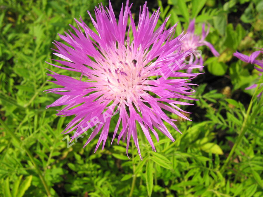 Chrpa bělavá - Centaurea dealbata