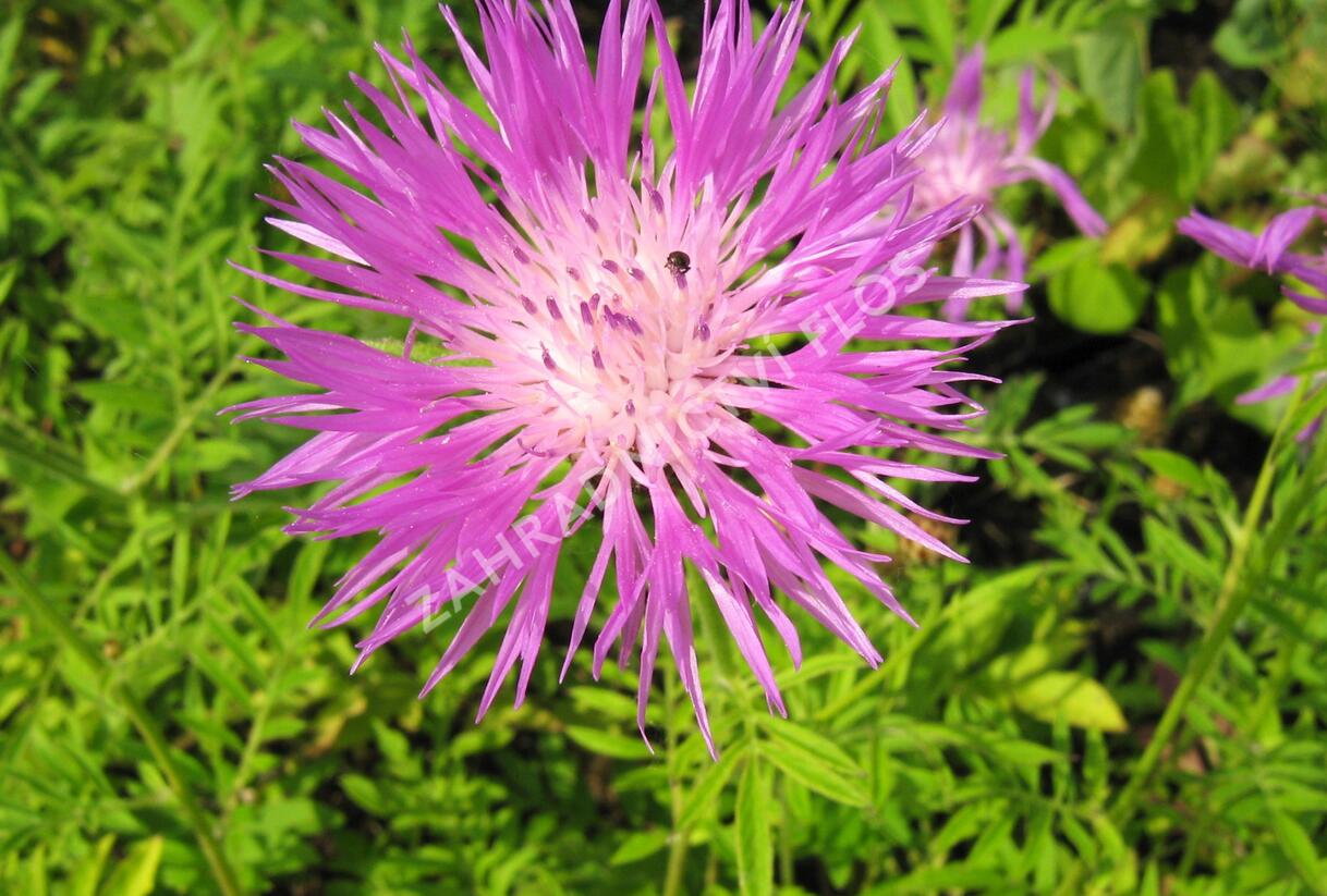 Chrpa bělavá - Centaurea dealbata