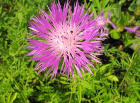 Chrpa bělavá - Centaurea dealbata