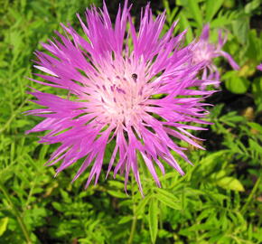 Chrpa bělavá - Centaurea dealbata