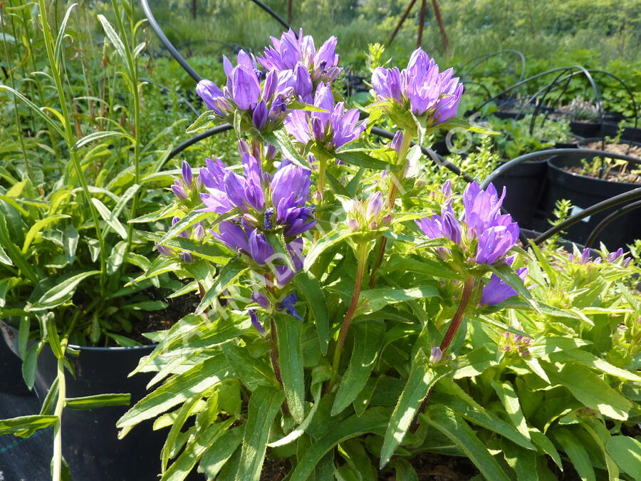 Zvonek klubkatý 'Acaulis' - Campanula glomerata 'Acaulis'